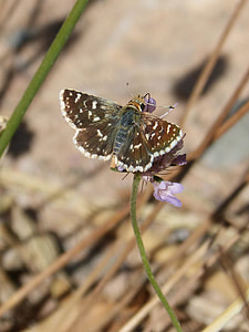 Butterfly, Grizzled Armoricanus thumbnail