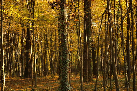 yellow leaves forest tree thumbnail