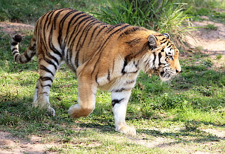 wildlife photography of tiger thumbnail