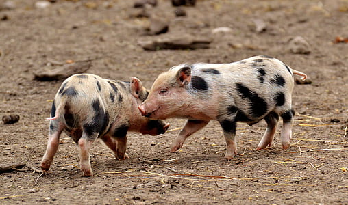 two white-and-black pigs thumbnail
