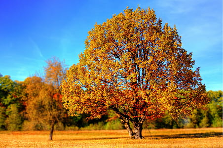 tree with autumn leaves thumbnail