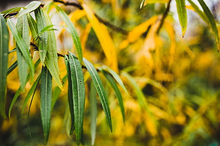 Autumn Details thumbnail