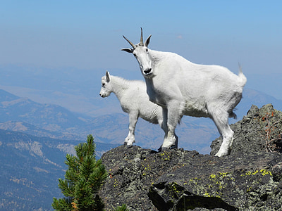 two white four-footed animals on cliff thumbnail