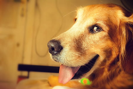 tilt shift photo of dark golden retriever thumbnail