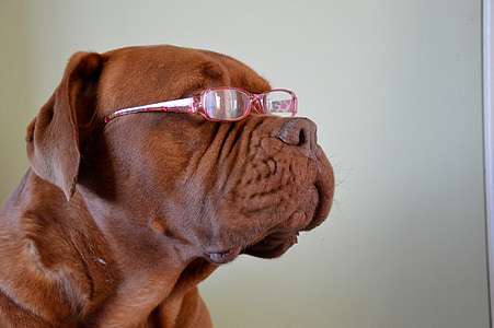 adult red French mastiff wearing red framed eyeglasses thumbnail