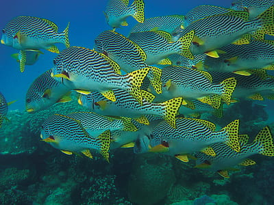 school of gray-black-and-yellow sea fish thumbnail