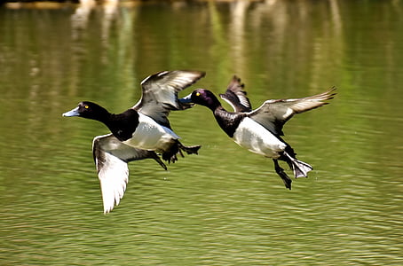 two white-and-black ducks flying near body of water thumbnail