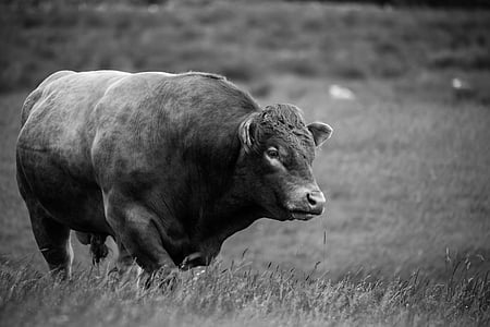 bison on field grayscale photo thumbnail