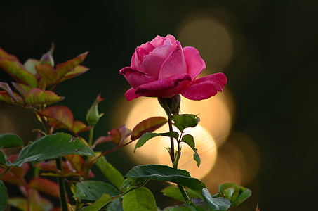 selective focus photography of pink petaled flower thumbnail