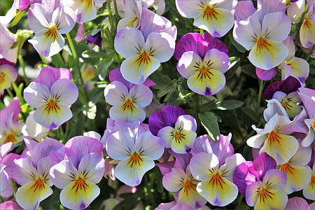 photo of white-and-pink flowers thumbnail