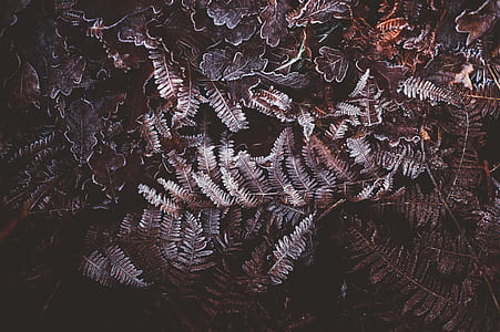 closeup photo dried shame plant thumbnail