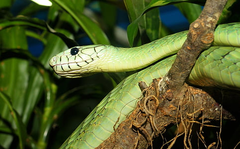 green snake at the tree thumbnail
