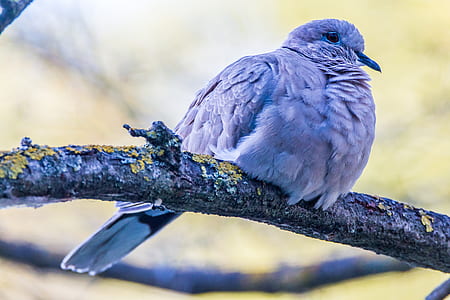 selective focus photo of bird perched on tree branch thumbnail