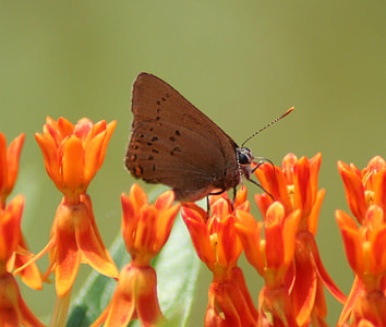 Coral Hairstreak, Satyrium titus  thumbnail