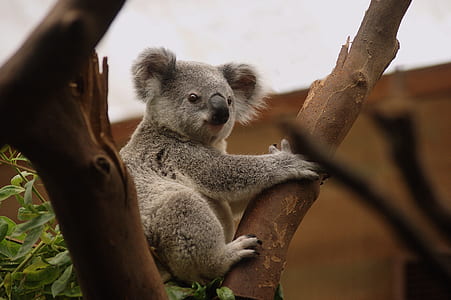 koala on tree thumbnail