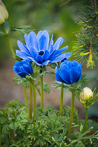 blue poppies selective photography thumbnail