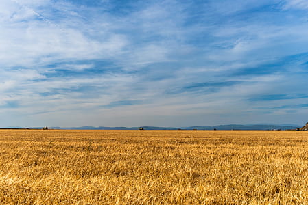 green wheat field during daytime thumbnail