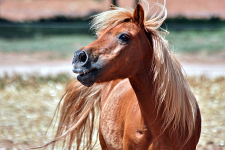 brown horse standing thumbnail