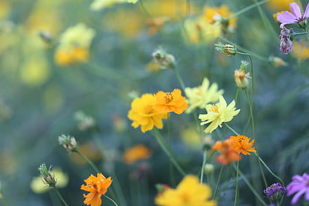 Selective Focus Photography of Orange, Yellow, and Purple Flowers thumbnail