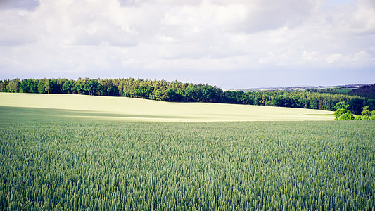 green grass field far away from trees thumbnail