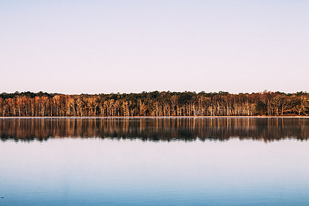 panoramic photo of brown trees and river during daytime thumbnail