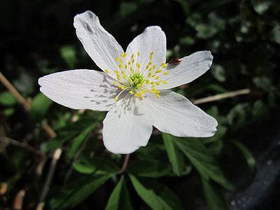 Anemone Nemorosa, Wood Anemone thumbnail