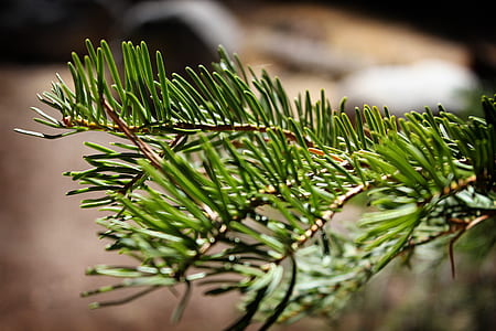 Pine Tree Leaves thumbnail