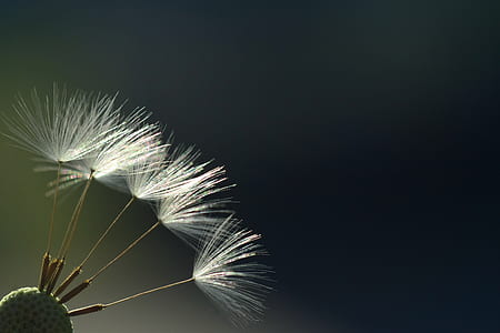 close-up photo of dandelion flower thumbnail