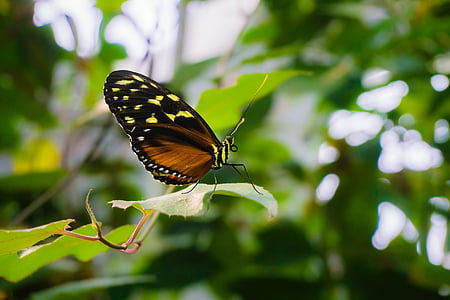 black and brown butterfly thumbnail