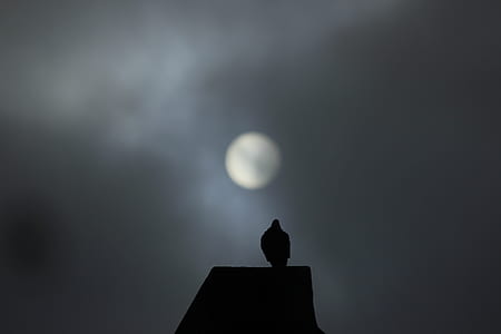 silhouette of bird under the moon thumbnail