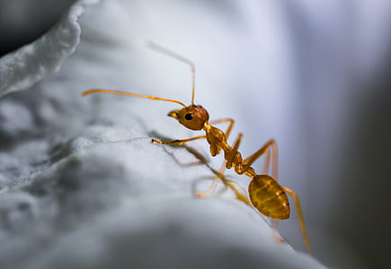 macro photography of brown ant thumbnail
