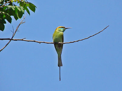 green and blue bird on tree branch during daytime thumbnail