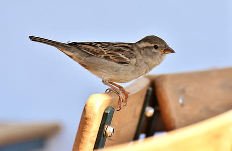 shallow focus photography of brown bird thumbnail