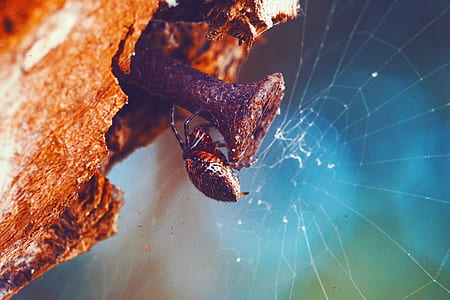 black and brown spider on brown nail thumbnail