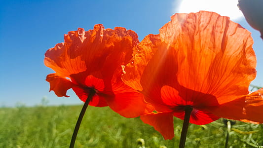 Close Up Photo of Orange Petaled Flower thumbnail