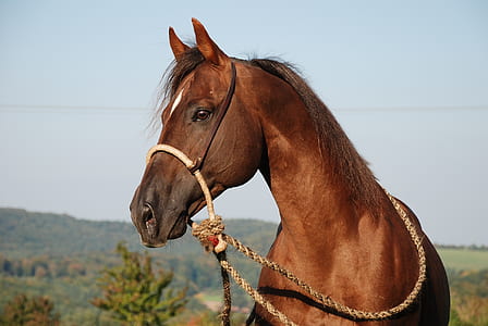 photo of brown horse thumbnail