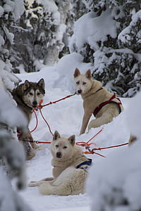 three assorted-color wolves outdoors thumbnail