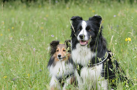 two long-coated black and brown dogs on grass thumbnail