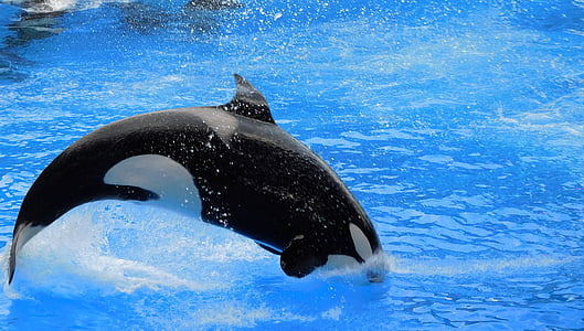 killer whale thumbnail