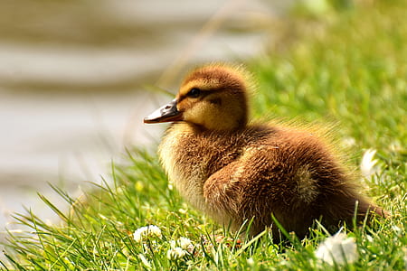 brown and yellow duckling on green grass selective focus photography thumbnail