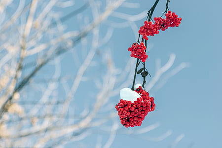 red hanging fruit thumbnail