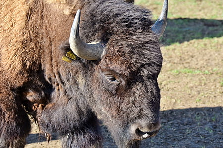 black bison thumbnail