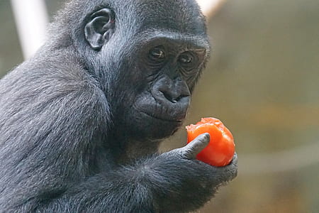 black monkey eating orange fruit at daytime thumbnail