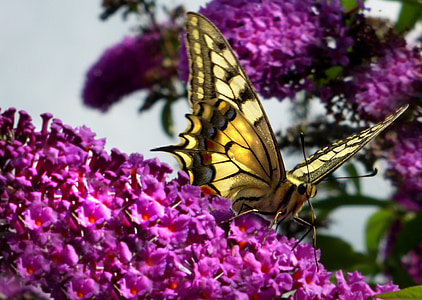 western swallowtail butterfly thumbnail