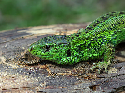 close-up photo of green and black Skink on brown wood thumbnail