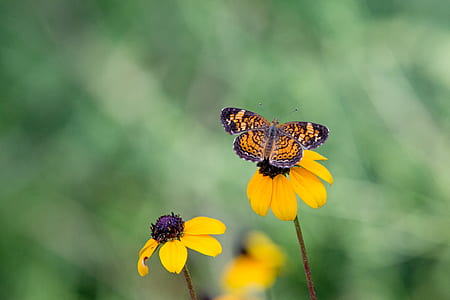 macro shot photography of bug and butterfly thumbnail