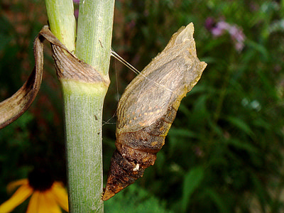 brown pupa at tree thumbnail