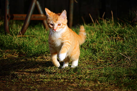 orange tabby kitten walking on green sod lawn during daytime thumbnail