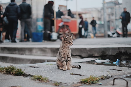 tabby cat sitting on gray concrete pavement thumbnail