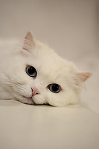 white cat on white surface thumbnail